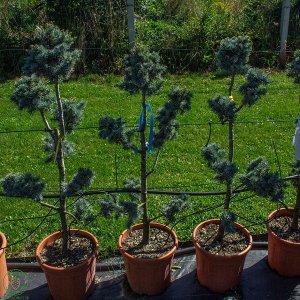 Céder atlantský (Cedrus atlantica) ´GLAUCA´ - BONSAJ, výška 100-130 cm, kont. C30L (-23°C)